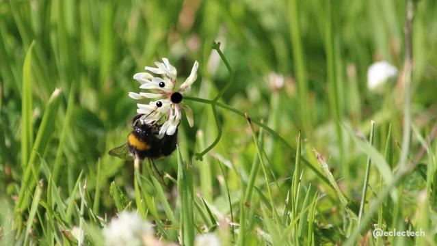 A photo taken low down in a scruffy grass lawn. A fluffy bee holds on to a clover flower, its weight pulling the flower over. I have added a slightly alarmed face to the clover, and some arms on the stem, trying to re-balance itself.