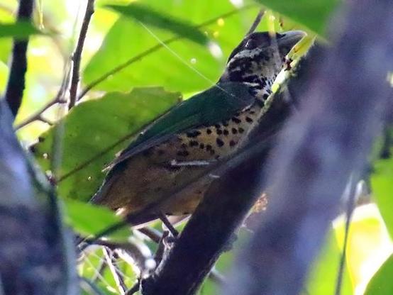 Picture of White-eared Catbird