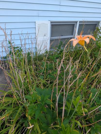 A solitary lilly bloom among a flower bed filled with brown and dry stems that used to also have blooms. The bed itself will be completely overrun with blackberry plants before I get motivated to do anything about it.