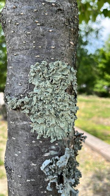 Some unidentified white lichen(?) growing on the trunk of a cherry(?) tree.