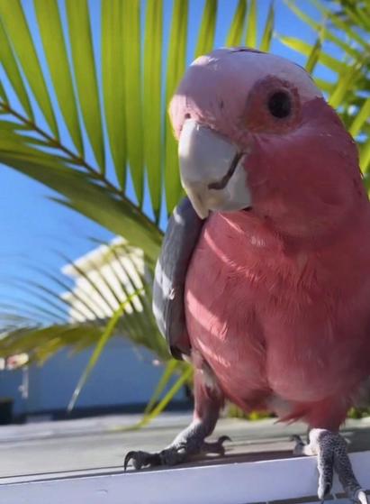 Close-up of a pink galah perched on a rooftop by a palm tree, blue skies