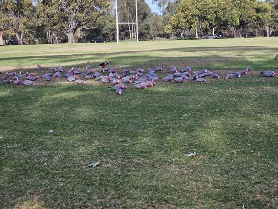 Lots of galahs on a sports oval (rugby?). They seem to be eating something that's on the ground.
