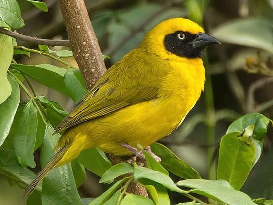 Picture of Bannerman's Weaver