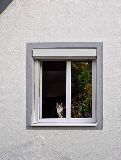 Eine grau-weiße Katze sitzt hinter einem halb geöffneten Fenster. In der Fensterscheibe spiegeln sich üppige Bäume und Sträucher, sodass Innenraum und Garten optisch miteinander verschmelze