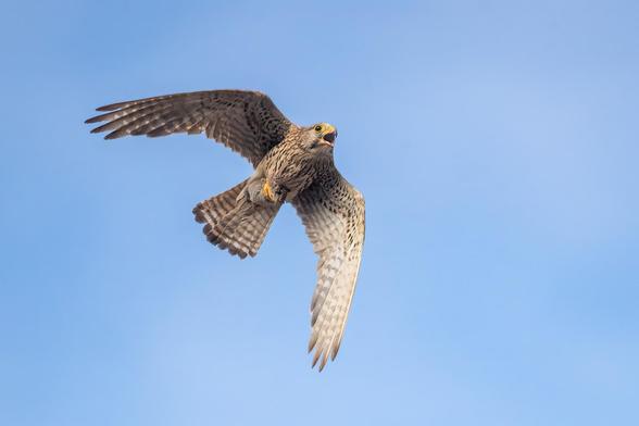 Fliegender Turmfalke mit offenem Schnabel und einer Maus in den Krallen.