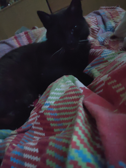 Schwarze Katze auf bunt karierter Bettdecke binzelt in die Kamera