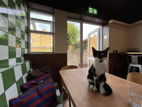 Open windows in the background leading to garden, black and white kitten in the foreground sitting on the dining table where she is not supposed to be!