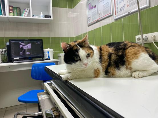 A calico cat lies calmly on a veterinary examination table, looking toward the camera. In the background, a computer screen displays an X-ray image, with blue chairs and veterinary posters visible around the clean examination room.