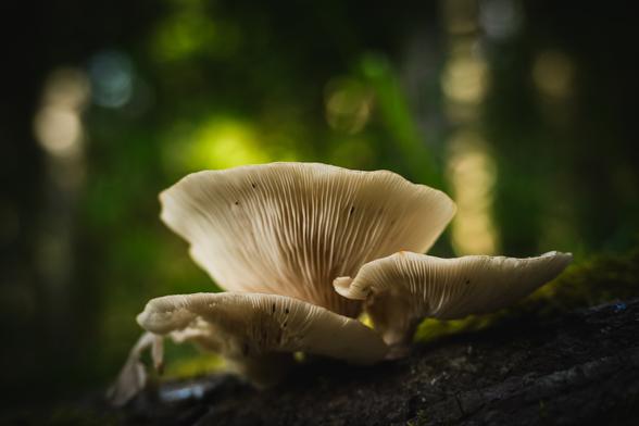 A close up photograph of a cluster of probably oyster mushrooms growing on a dead tree trunk lying on the ground. The half cup shaped mushroos are photographed from slightly below, showing their prominent, almost white gills. There are some small dark specks of debris there.

The upper part of the tree trunk they are growing from is visible along the bottom edge, partly moss covered and leaning up to the right slightly.

In the background is a forest, sunlit by the morning sun forming a myriad of different coloured soft bokeh discs, mostly in green and yellowish.
