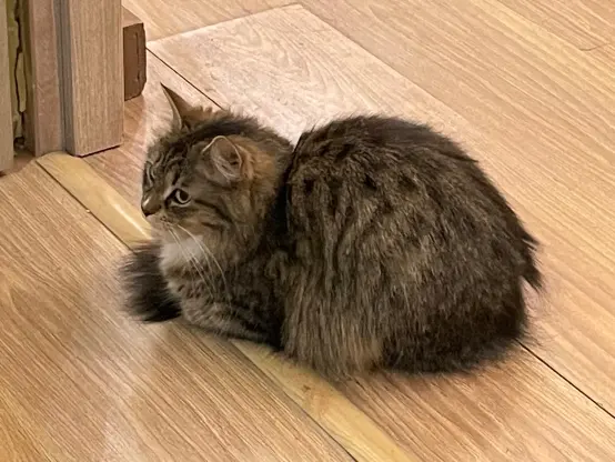 Nova is being a compact loaf on the floor, right i the door frame