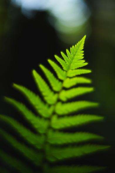 A vertically oriented photograph of a fern frond growing at a slight diagonal toward the upper right. The depth of field is extremely shallow, leaving only a small part at the very tip of the fern in sharp focus and the rest of the frond a dreamy, soft appearance.

The frond is backlit by the sun, making it glow bright green.

The background lies in shadow and is much darker, expect for a patch at the top edge, where the bright sky creates a patch of bright bokeh discs.