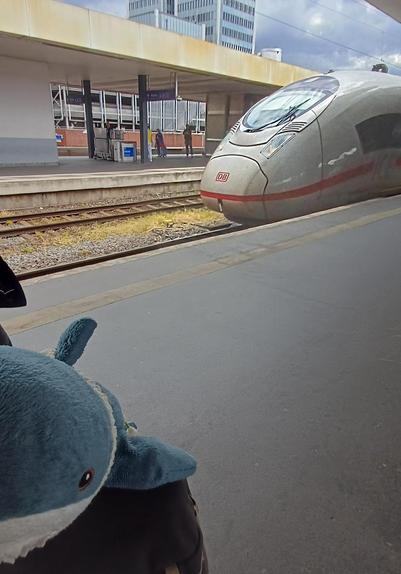 Hajco sitting on a backpack. In the background you can see an ICE3neo arriving at a train platform