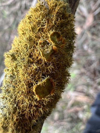 Golden eye lichen on a dead branch