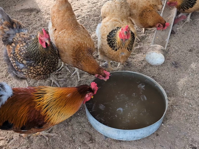 Four chickens drink from a bowl of water with ice cubes in it. A few other chickens eat feed from a trough.