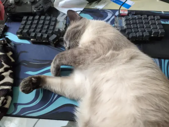 a picture of a cat lying on the large mousepad with it's head between two keyboard halves. also there's a wago. say hi to wago