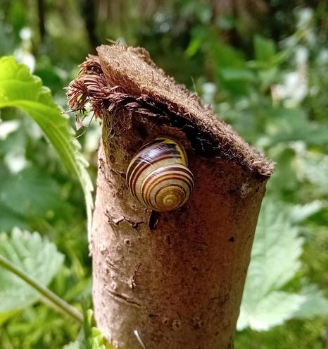 A snail has crawled up a sawn-off tree stump. It has a spiral brown and beige pattern on its shell. It looks like a fancy chocolate.