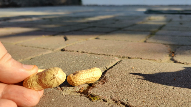 A tiny chipmunk takes a peanut from the ground, ignoring the larger peanut I'm holding next to it.