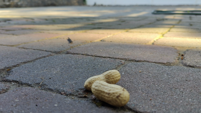 The tiny chipmunk returns. In this short video a scar on his snout is visible.