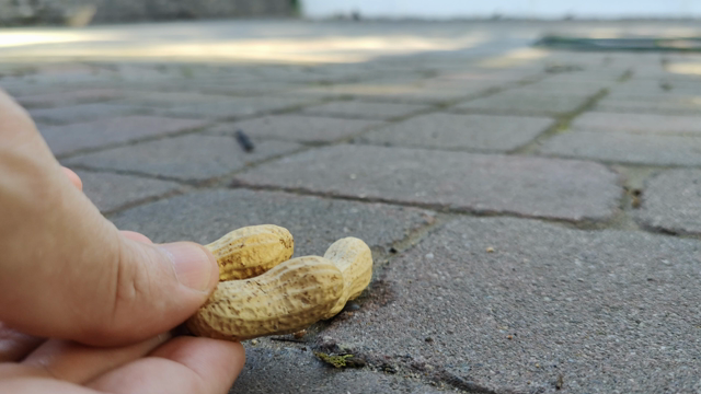 The tiny chipmunk returns, again taking a peanut from the ground.