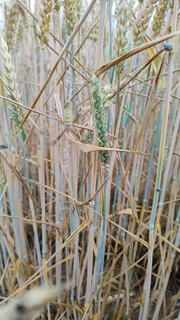 photo of the bottom of a wheat field, in the foreground and out of focus hangs a big spider in its web, it has an elliptical green abdomen and two legs stretched out to the front and two to the back, forming an X shape