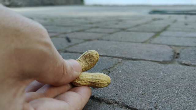 He's back! The tiny chipmunk takes a peanut from my hand, sits on camera taking the individual nuts out of the shell, and then takes another one. So brave, and so cheeky!