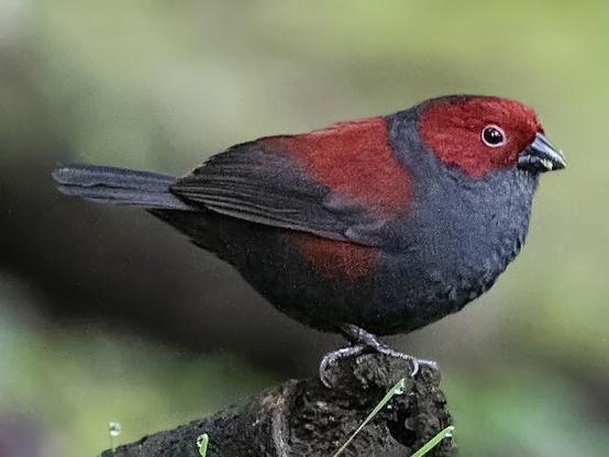 Picture of Dusky Crimsonwing