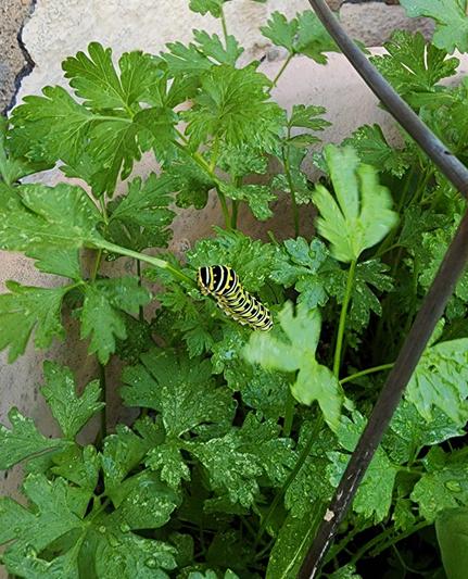 A thick black and yellow caterpillar on a parsley stem