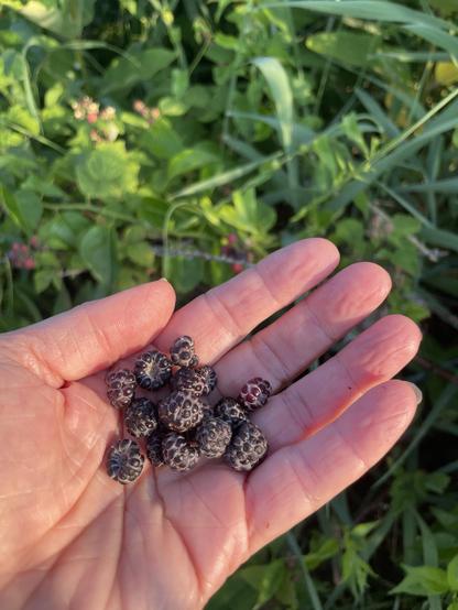 A hand holds a dozen small knobby black raspberries in early morning sunlight. The berry bush is beyond, out of focus. The berries are a dark purple, almost black when ripe, and red as they grow.