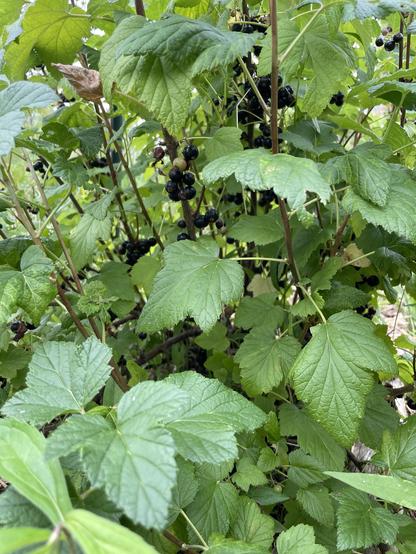 Looking into a black current bush that is loaded with big round shiny berries in clumps on the stems. There are hundreds under the foliage.