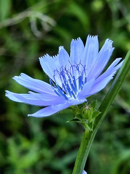 Bluish purple chicory flower side view surrounded by greenery