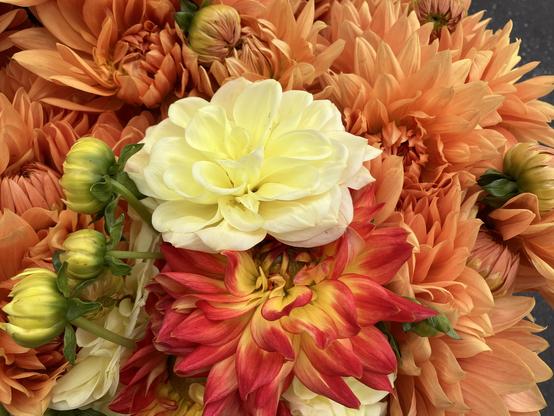 Dahlia blooms with orange petals, and one that's a bright yellow with bright red tips. And the, nestled among them, at the center of the photo, is one with buttery yellow petals that have a different shape than the others, too. (The other petals are thin and pointed, these are more rounded.) It's quite the contrast!