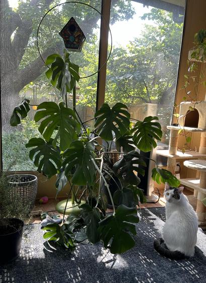 A HUGE monstera plant and a not-small splotchy white cat in front of a window with trees outside.