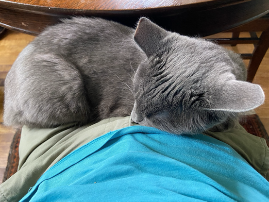 A silver grey cat is napping on a disembodied lap of green shorts and a turquoise top.