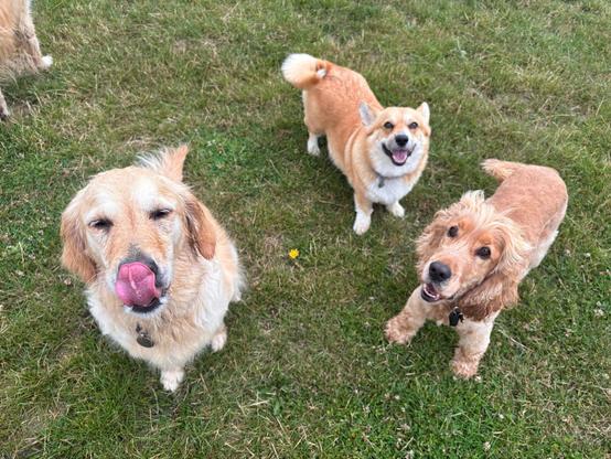 Canis lupus pembrokensis, on the field with a retriever and a cocker spaniel. The retriever is doing a big mlem. They all look very happy.