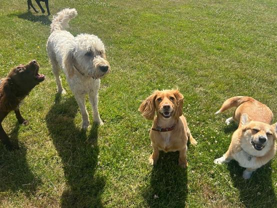Canis lupus pembrokensis, pulling a bit of a face, on the field with a white doodle and what might possibly be a Dachshund, but it's very hard to judge leg size from this angle. At the far left edge of the shot, a dark brown dog of indeterminate breed is doing a giant bork towards the group.