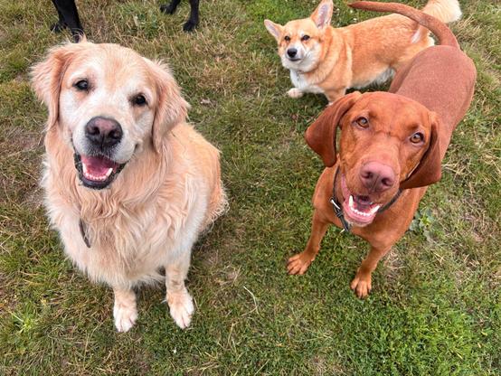 Canis lupus pembrokensis, at the back of the group for a change, with a golden retriever and a chestnut coated gun dog kind of breed in the foreground.