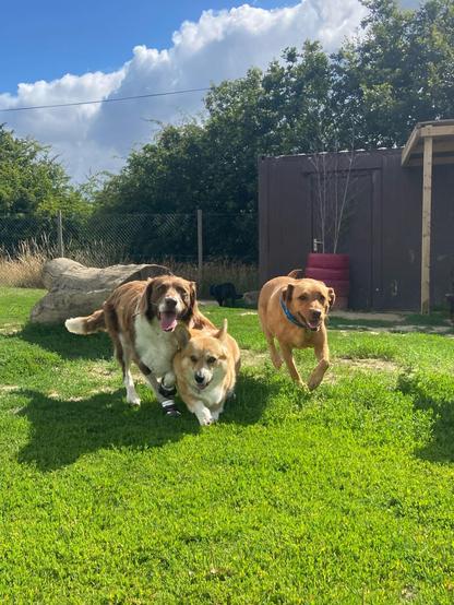 Canis lupus pembrokensis, doing a group canter along the edge of the field flanked by her friends Digby and Nelly. I can't guess either breed but Nelly looks a bit like a yellow lab but probably isn't, and Digby looks like a St Bernard if a St Bernard were a more normal sized dog.