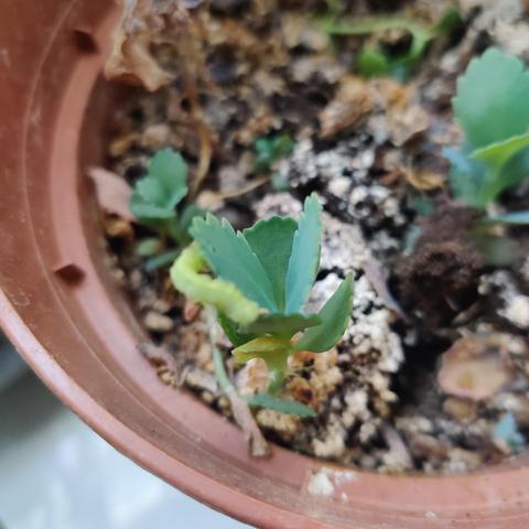 Een plant-stekje met een rupsje op