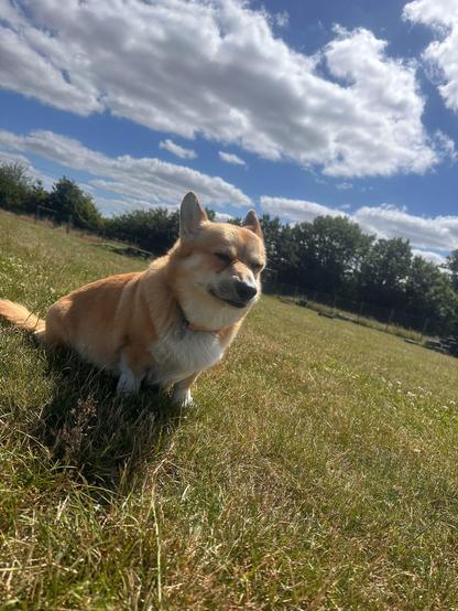 Canis lupus pembrokensis, sitting in the grass in the middle of the field, against a blue sky dotted with clouds. She looks very serious.