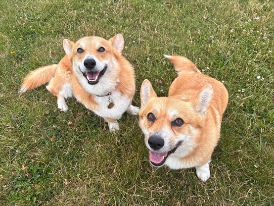 Canes lupi pembrokenses, from the left: Oscar, making a happy face at the camera which means "put that treat in my tummy right now, ape," and Abbie, also making a happy face at the camera which means "put that treat in my tummy right now, ape."
