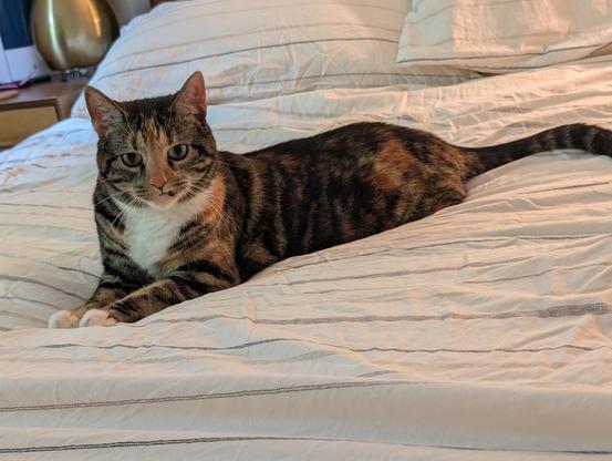 Calico tabby cat lying sphinx style on a bed with cream striped sheets. Her upper lip on the left side is up a bit so she has this Elvis face thing going on