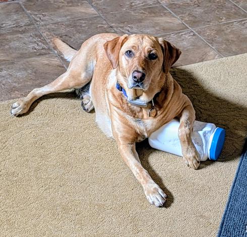 Golden lab is resting for a minute after chasing the white with blue lid plastic container she has secured under her left leg. She is a happy dog.