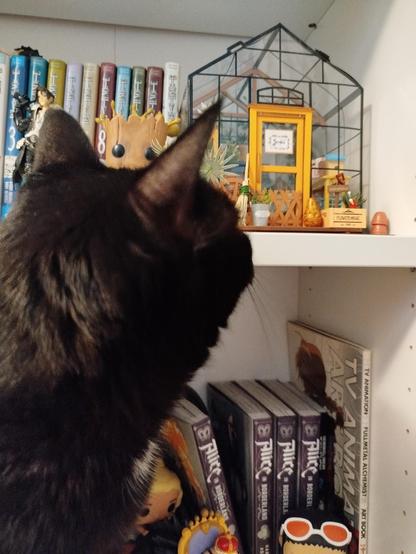 La misma maqueta puesta en el mismo sitio. En primer plano hay un gato negro mirando son suma atención dicha maqueta. Posiblemente demasiada atención.
