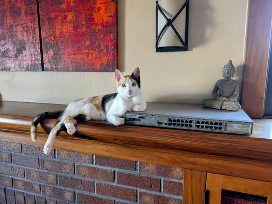 Cat on mantle next to old networking equipment.