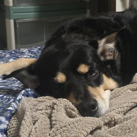 A close up of a black and tan dog's face as he lies on a tan blanket. His eyes are half closed.