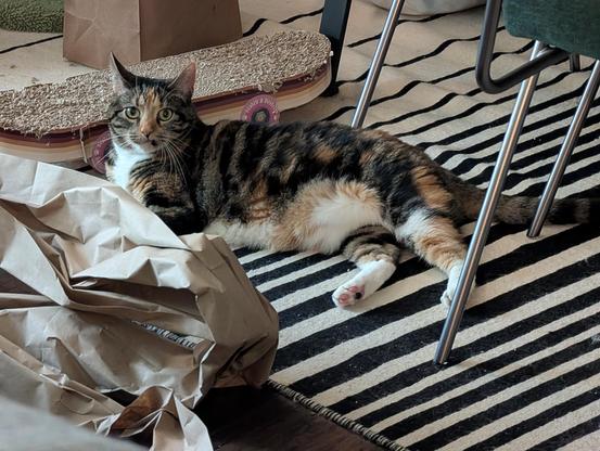 The same calico tabby cat lying on a cream with black stripes rug next to a cardboard cat scratcher shaped like a skateboard and some packing paper. Again her left lip is tucked up a bit to give her a mouth like she is a guy from 1970 using chewing tobacco that is about to spit