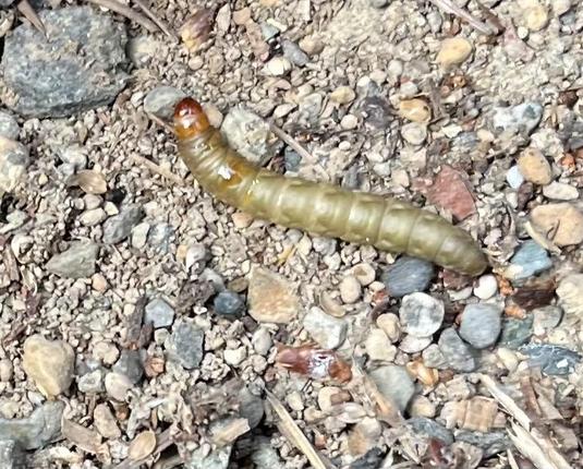 A greenish brown segmented grub of some sort