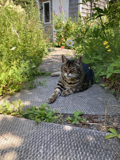 Tabby cat lounging in the shade of a shrub on a concrete paver path bordered on both sides by wild garden. His eyes are half closed and one front paw stretched out in front of him as he enjoys being outdoors in his compound. He's looking toward the camera. A small cedar-clad garden shed with a white door is in the backbround.