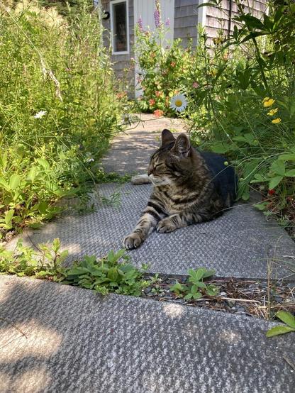 Tabby cat lounging in the shade of a shrub on a concrete paver path bordered on both sides by wild garden. His eyes are half closed and one front paw stretched out in front of him as he enjoys being outdoors in his compound. His handsome face is in profile. A small cedar-clad garden shed with a white door is in the backbround.