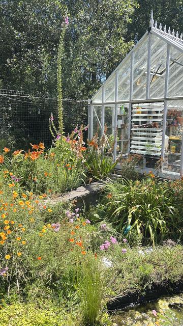 Foxglove growing in a garden with a pond and a Victorian style greenhouse. The foxglove is in a foot and a half high  raised bed, but it reaches as high as the finial on the greenhouse roof. Probably about 12-13 ft tall.